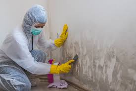 Best Commercial Mold Inspection  in Alexandria, LA